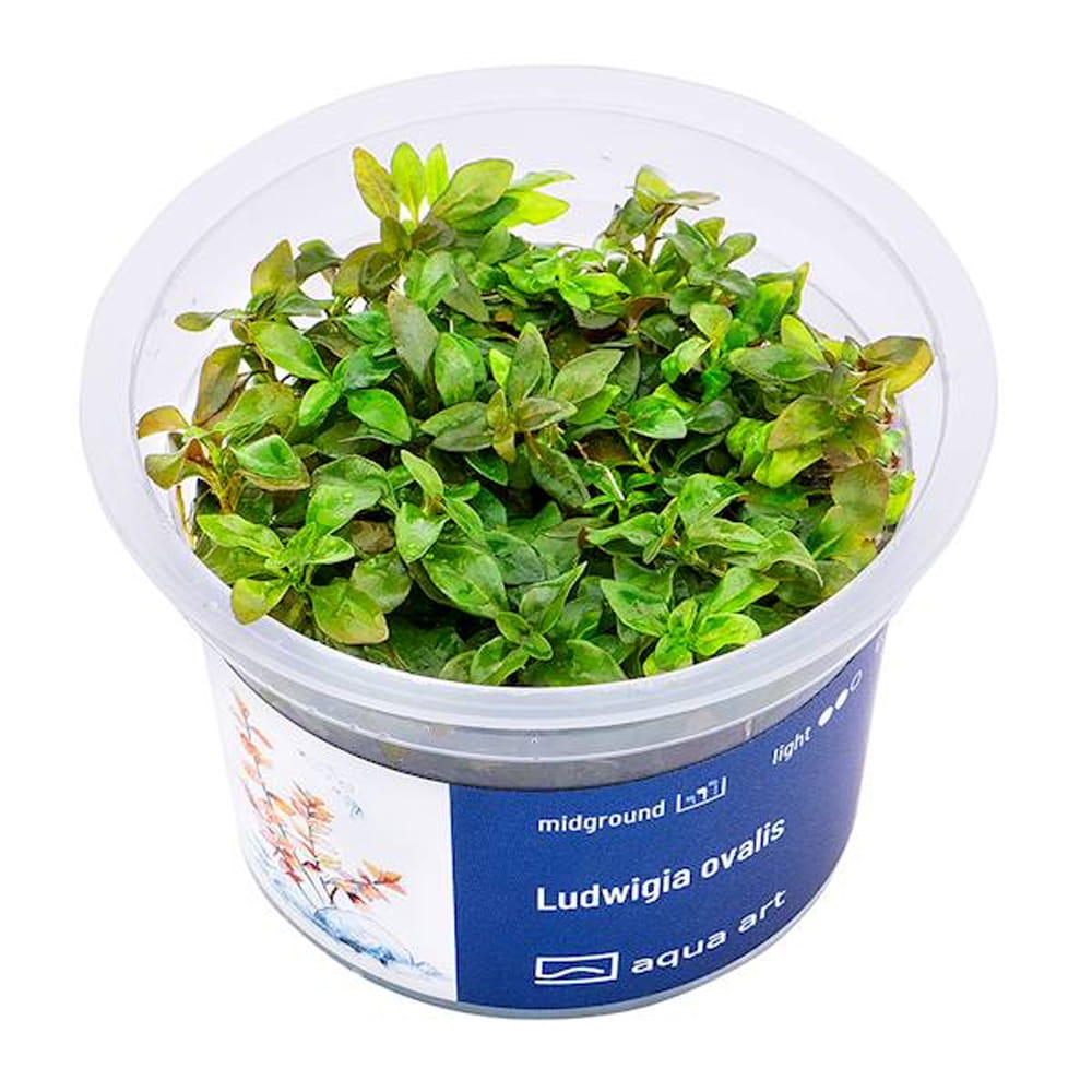 Ludwigia Ovalis IN VITRO KUBEK.jpg